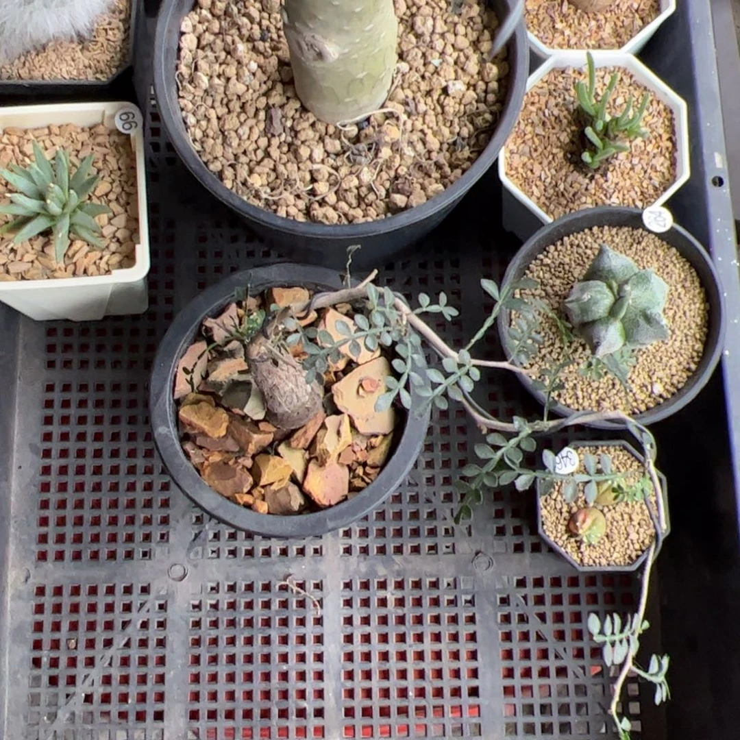 木***萋一筐子植物一物一拍