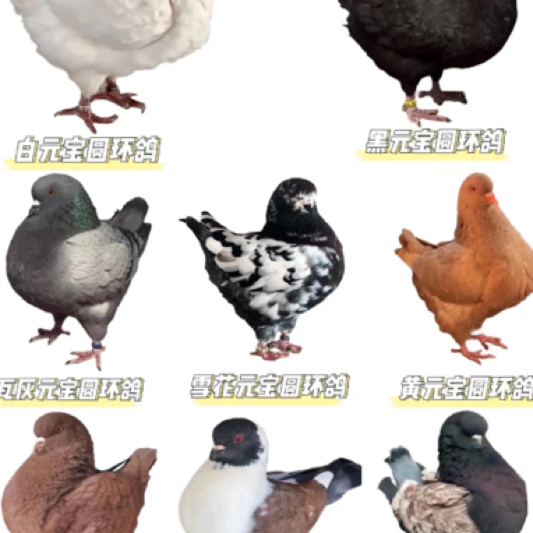 肉鸽子元宝可以吃