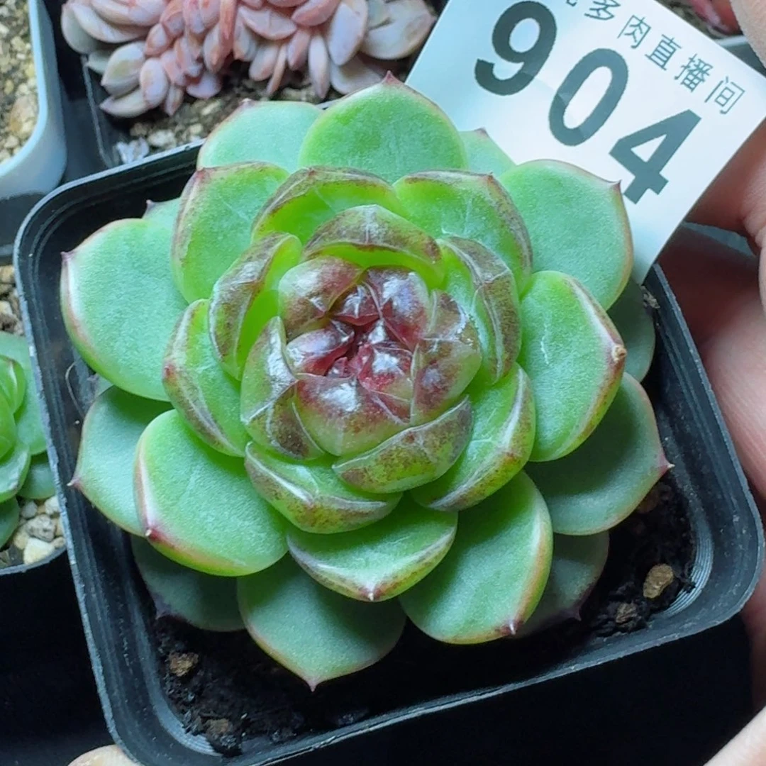 幽灵公主            精美多肉植物