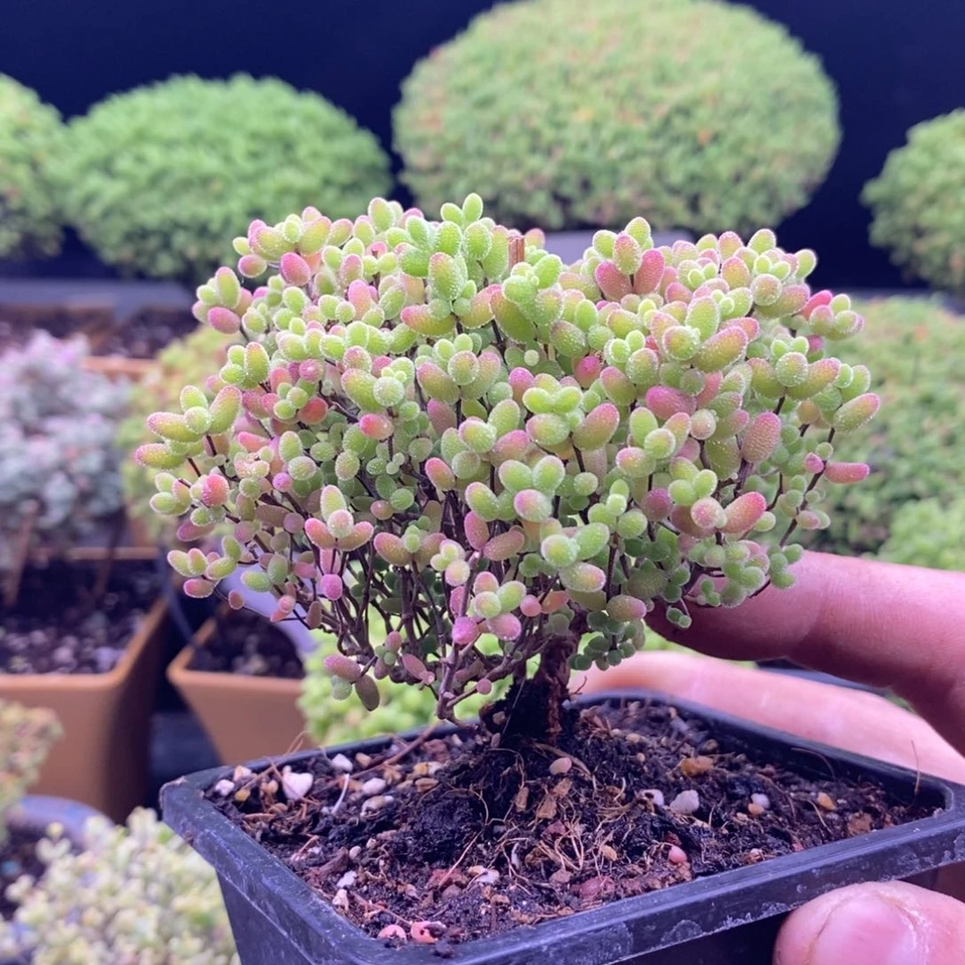 64蜜橘。