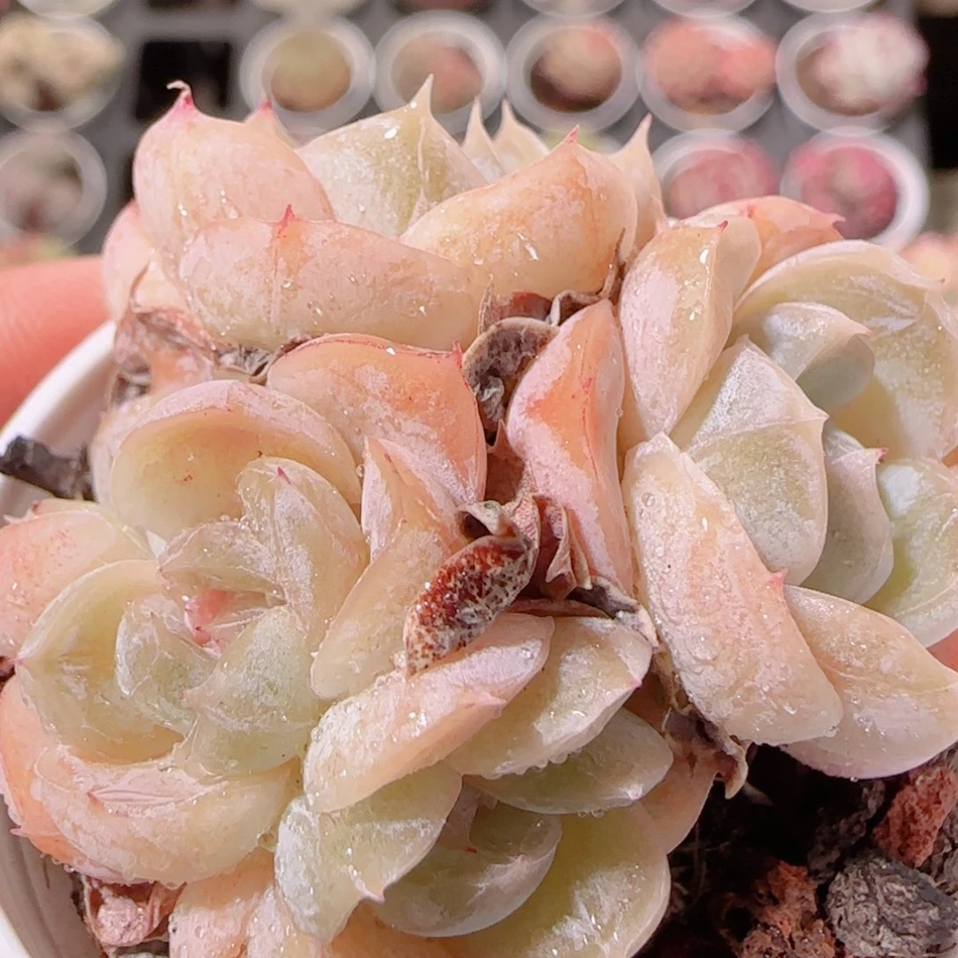 花语多肉1202-56汉堡