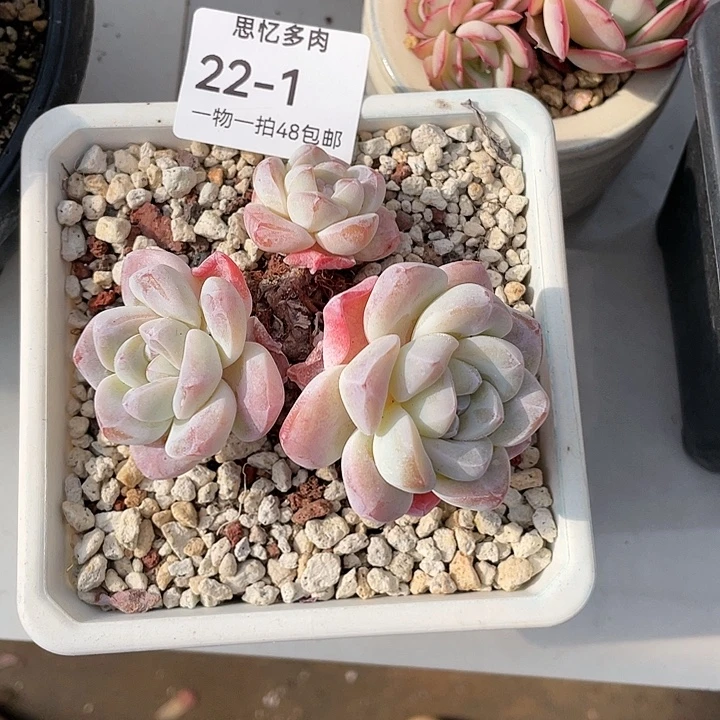 亲爱哒晚安啦我的小可爱