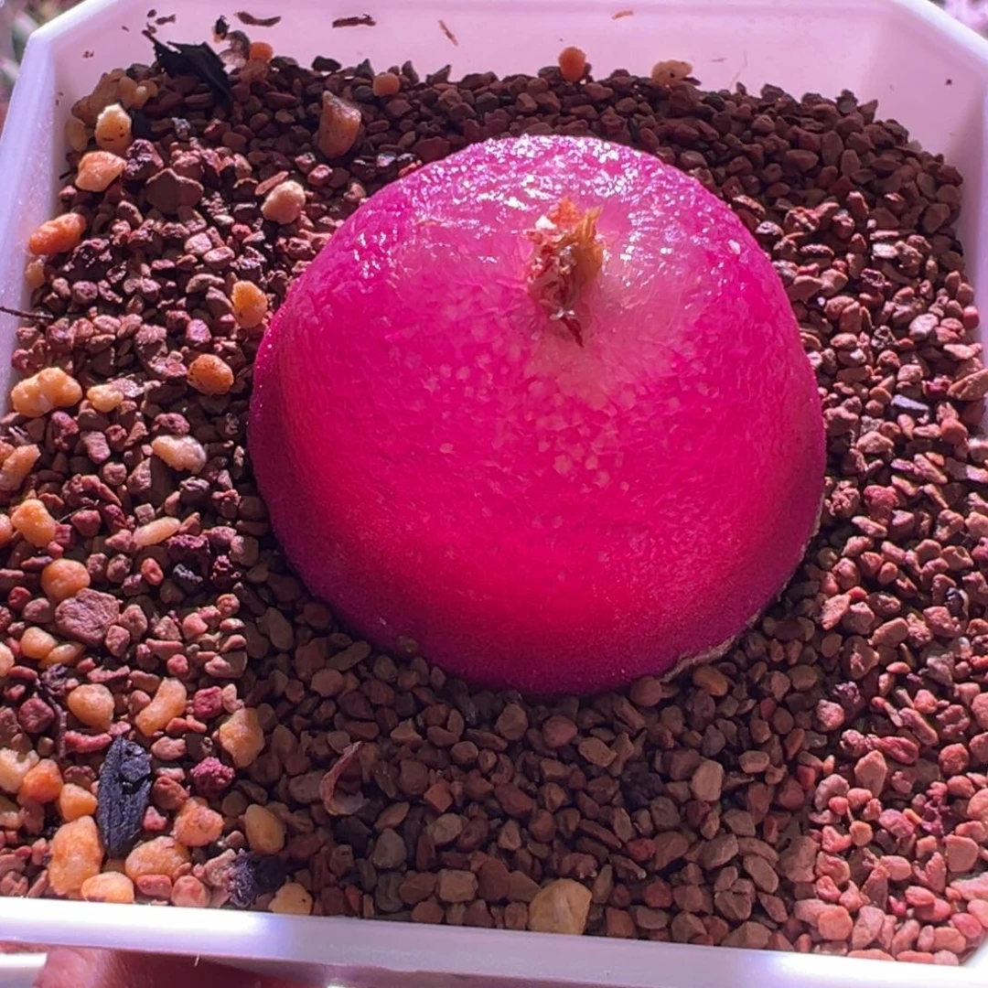 1213，3.6公分，大红灯泡