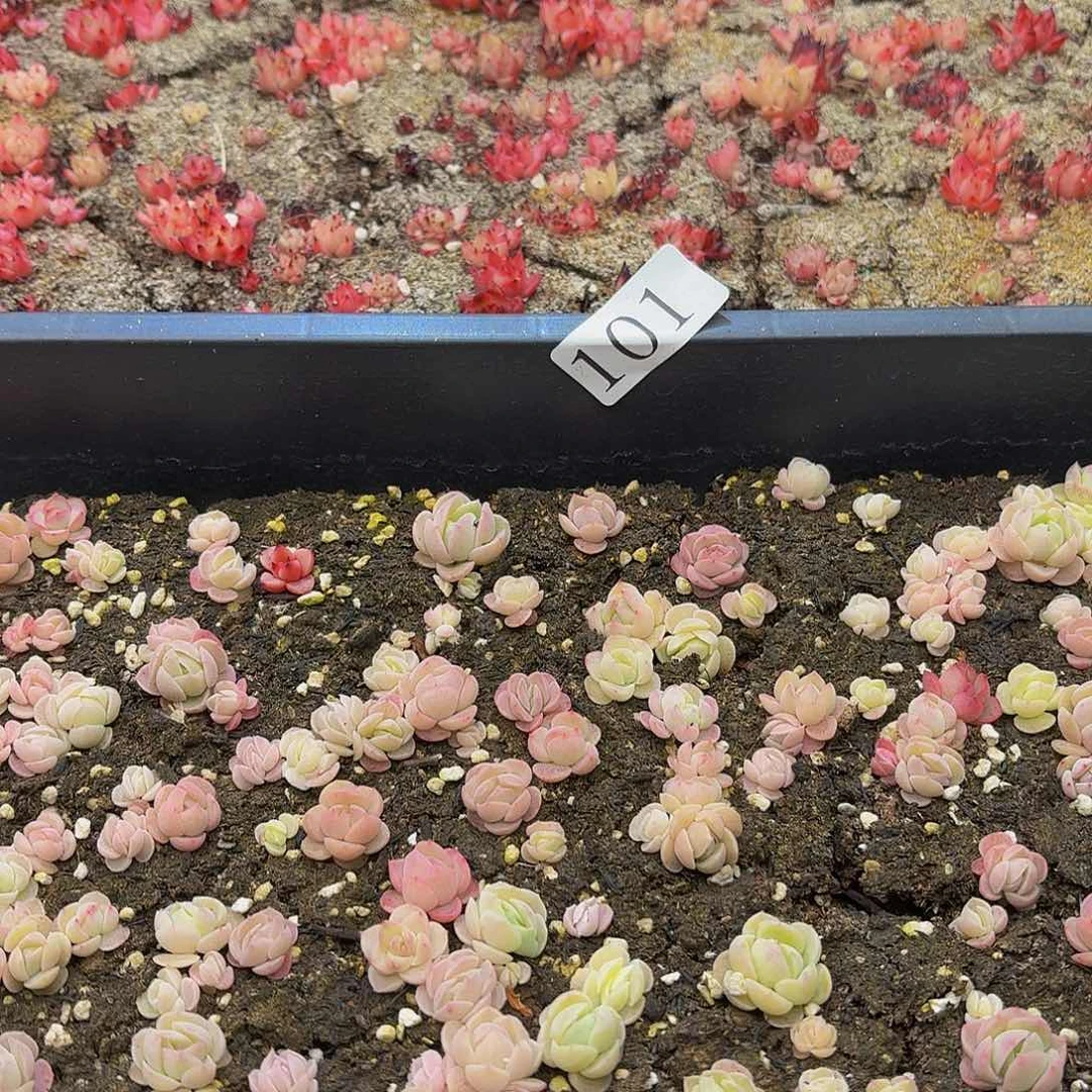 多肉植物多肉植物101