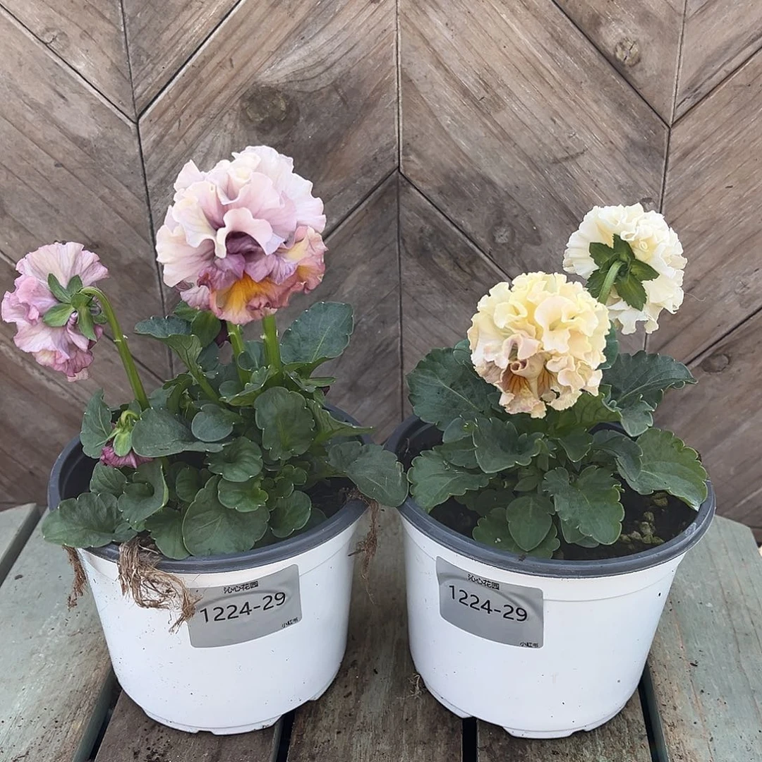 完全开放芊1224–29