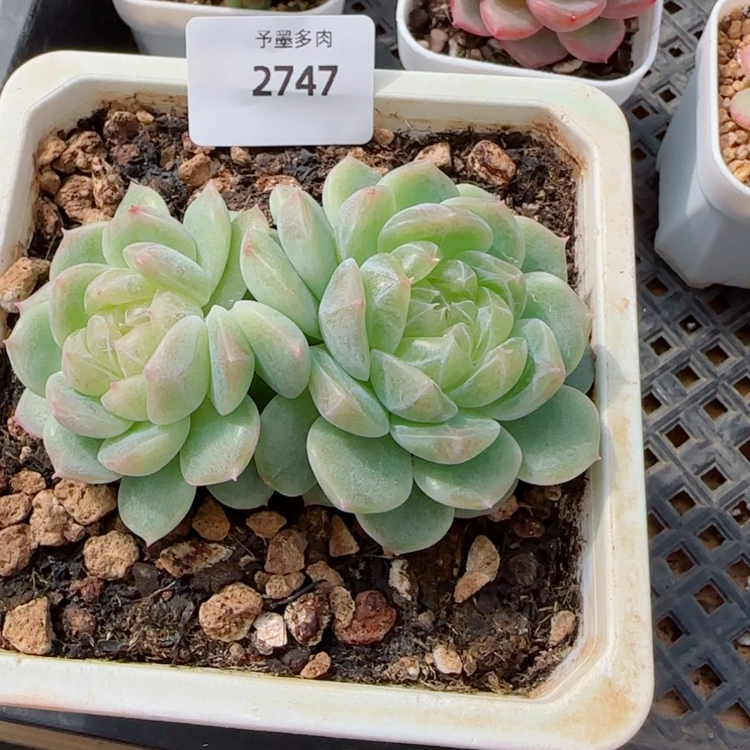 泼天富贵，2747多肉植物