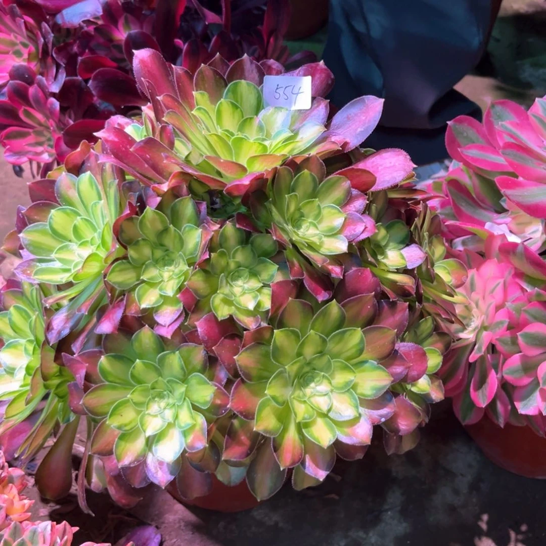多肉植物韶华554