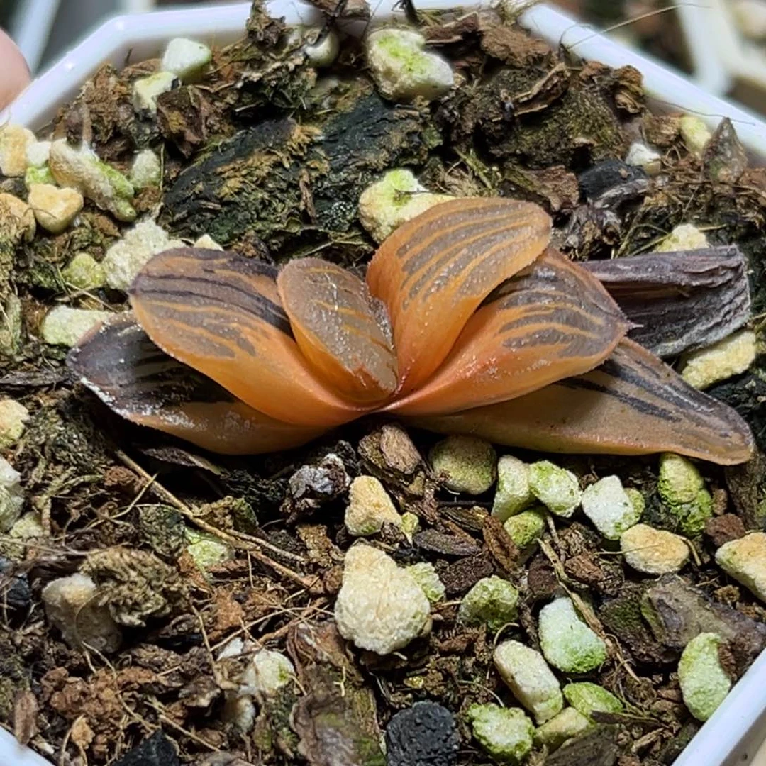 解**田恭喜发财大吉大利0113多肉