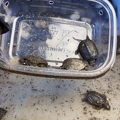 不分公母绿毛龟小青干苗三个包全品随机发