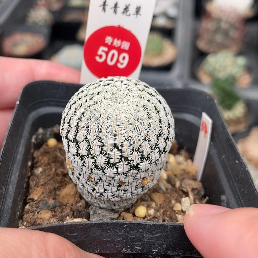 实生白斜子3.1cm一棵