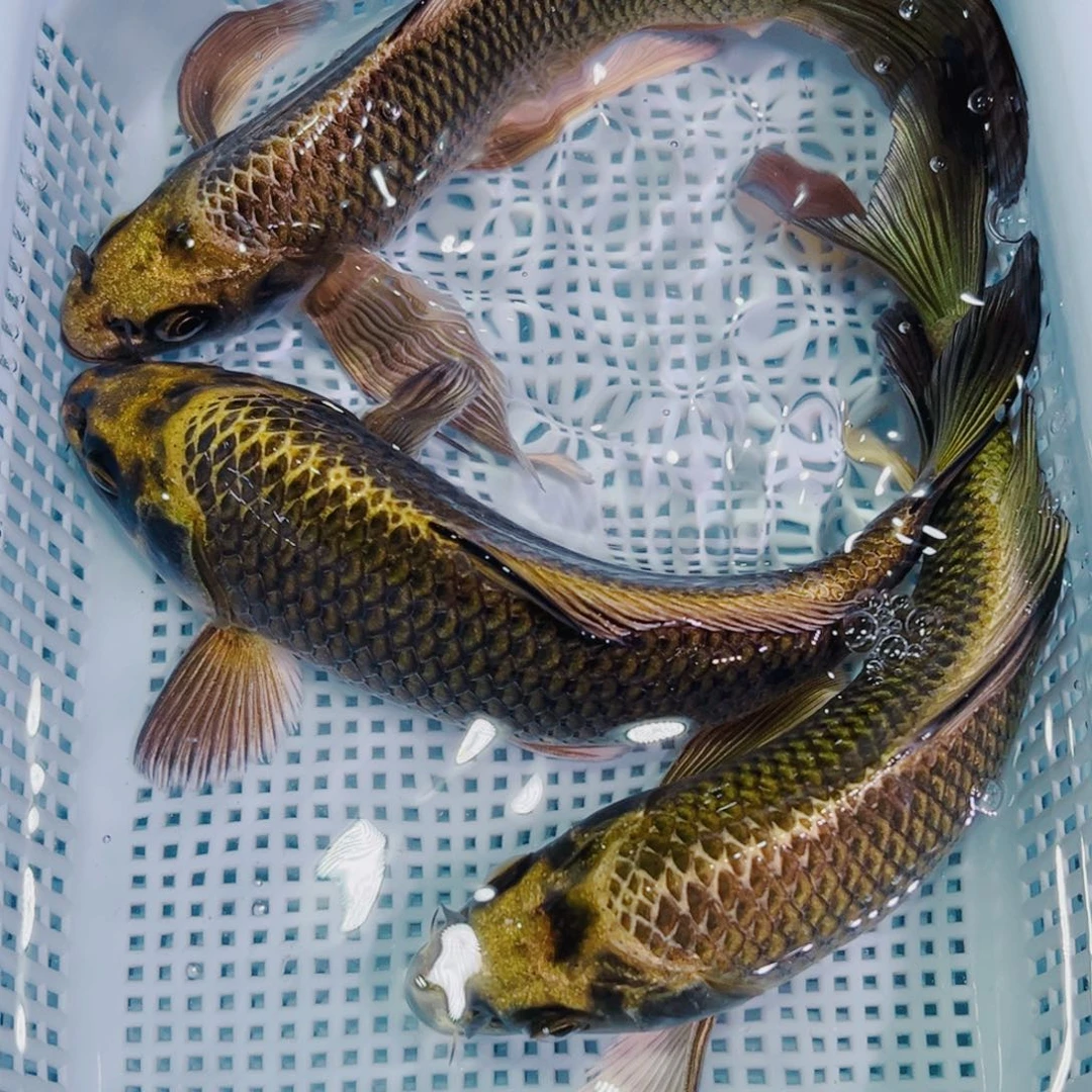 锦鲤锦鲤冷水观赏鱼