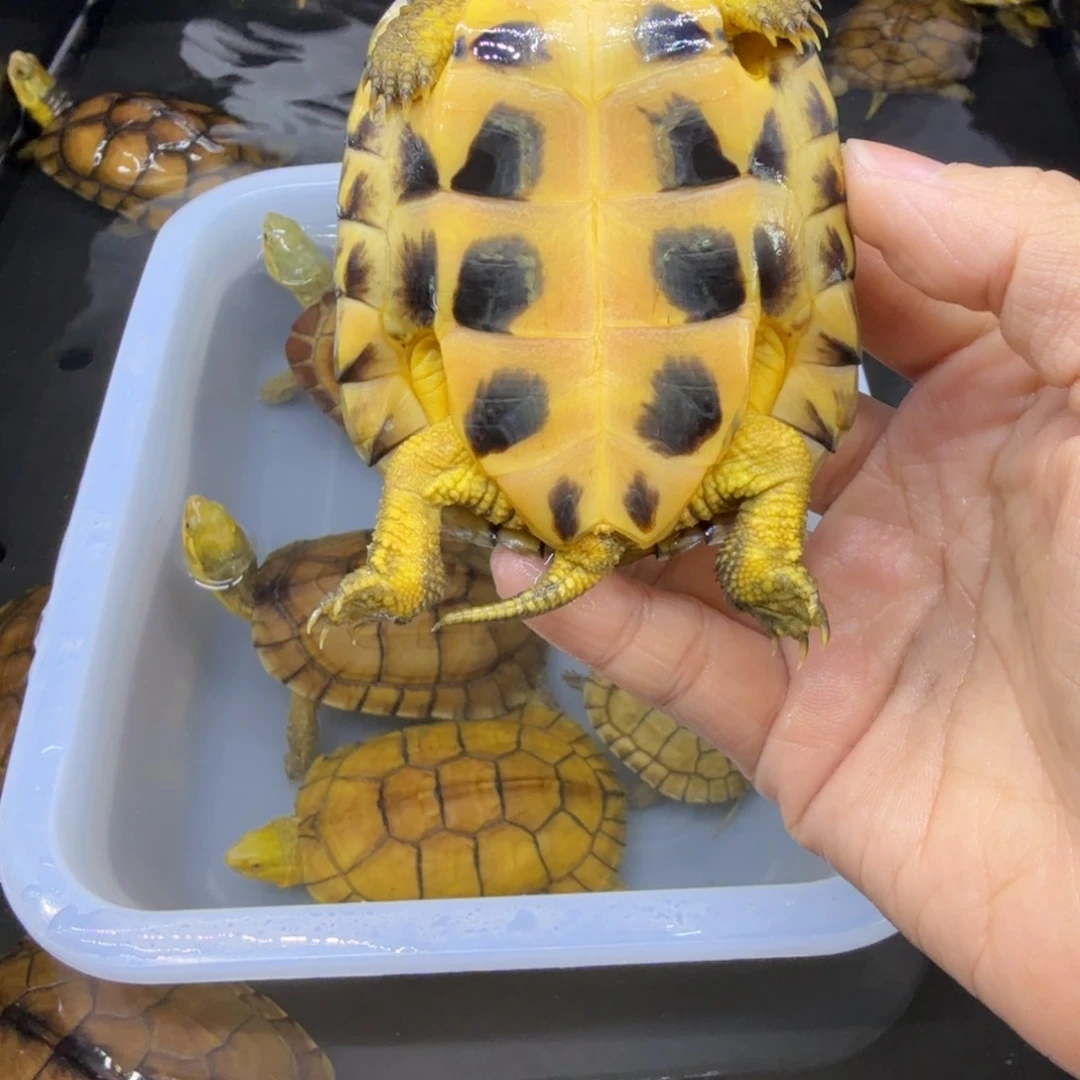 *****公母搭配宠物龟背甲8.2