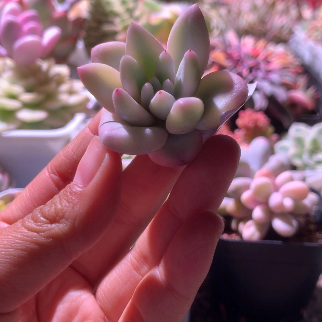 所罗门巨人覆轮锦有杆子