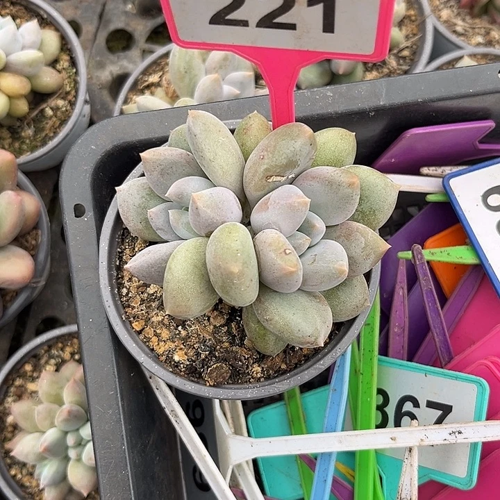 多肉植物胖体哥特221