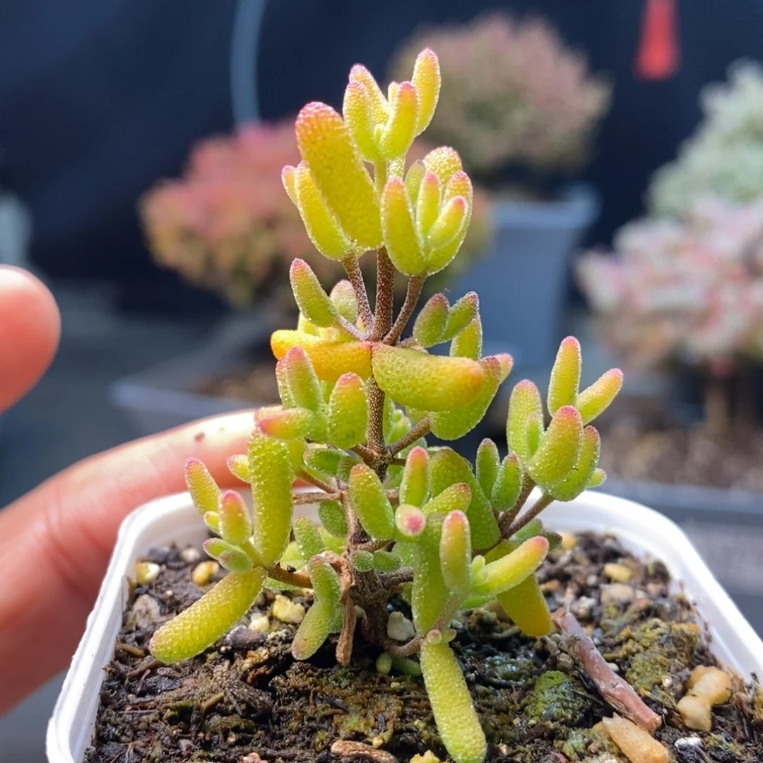 591糖球锦年后发货