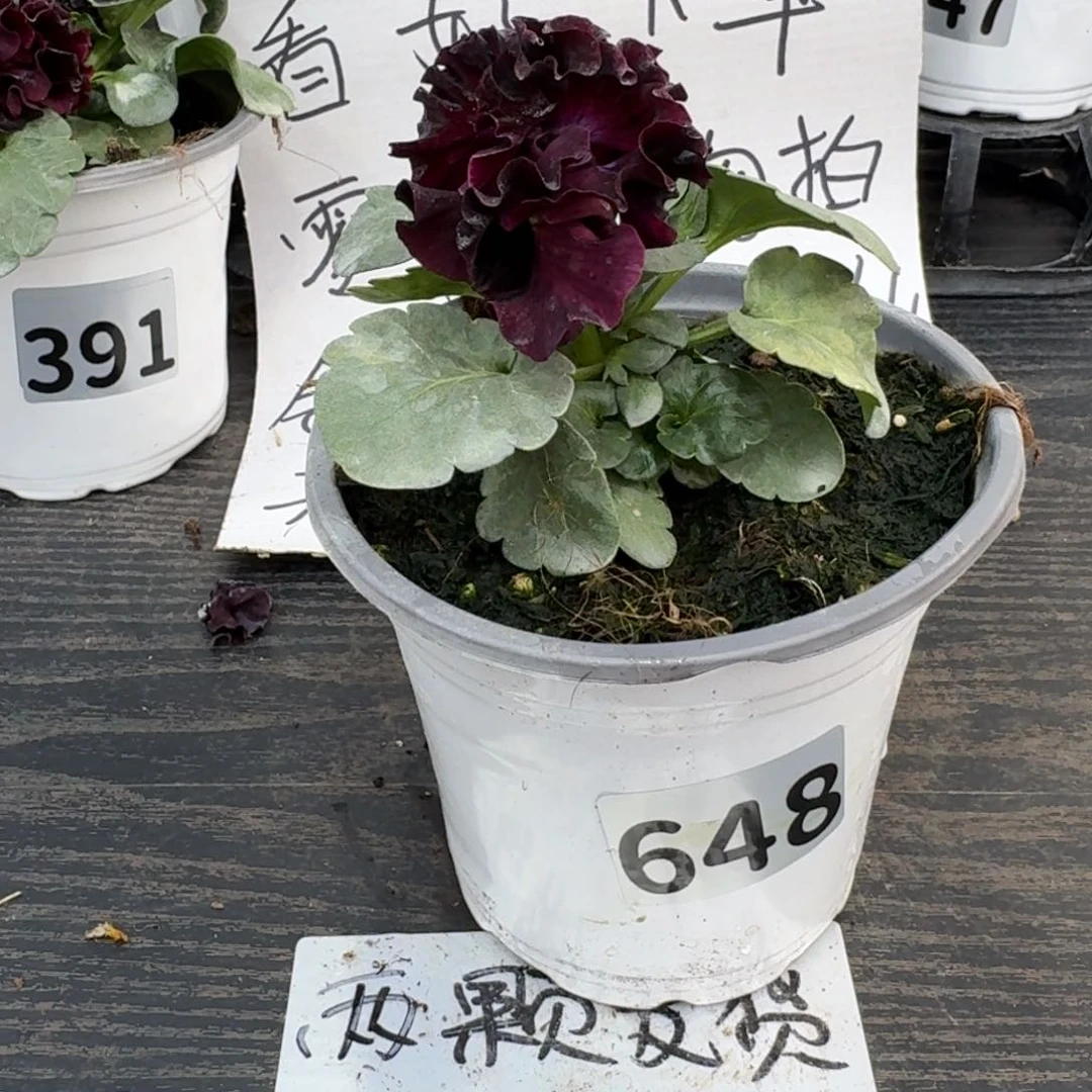 全部花朵648号晚礼服