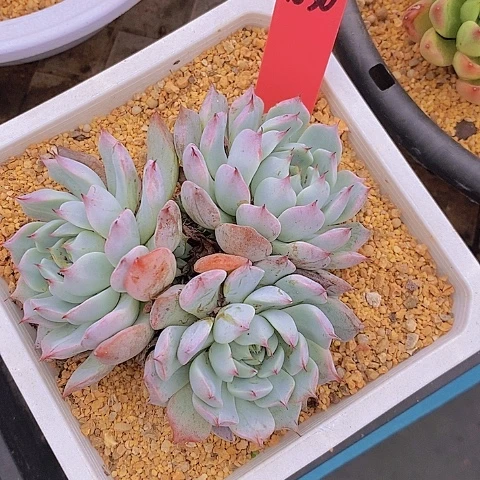 1030多肉植物老桩