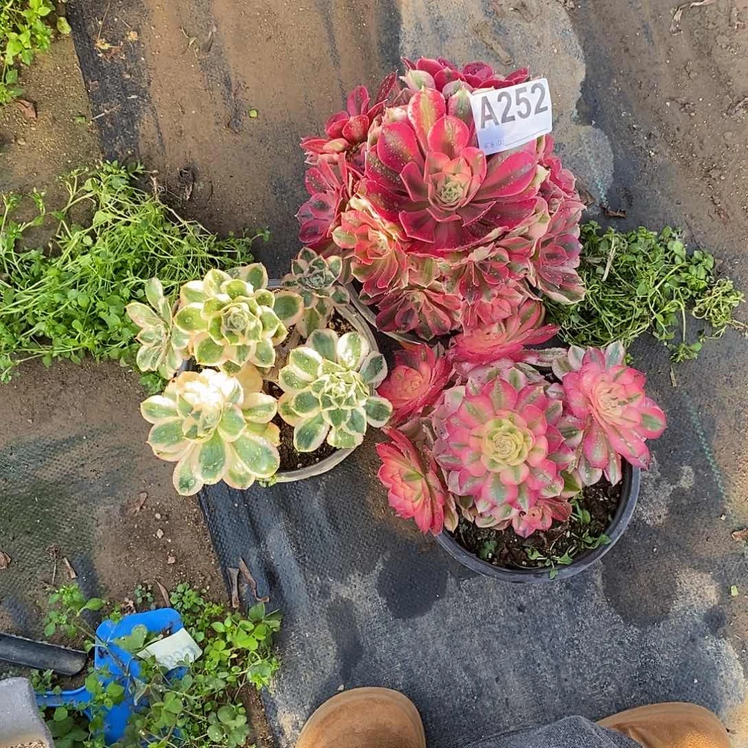 组合三颗小颗多肉法师252粉女巫