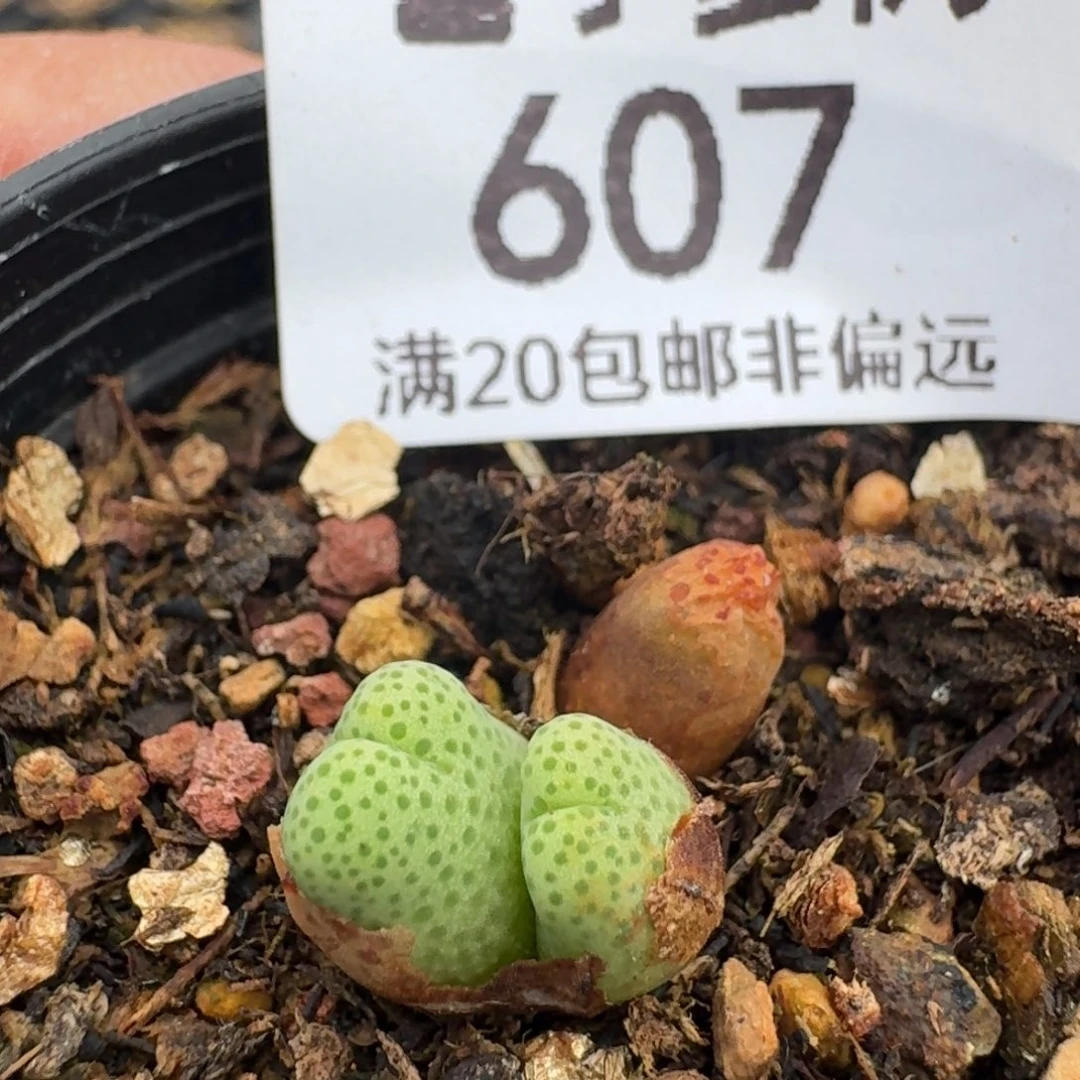 斑马。