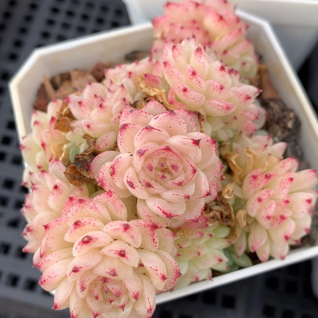 白透趴地朵朵麦秆 0126-69