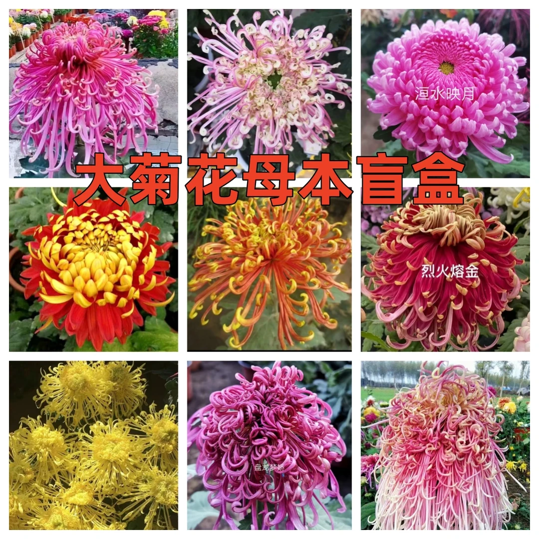 【九月大菊花母本】稀有菊花母本处理土球发货不包品种