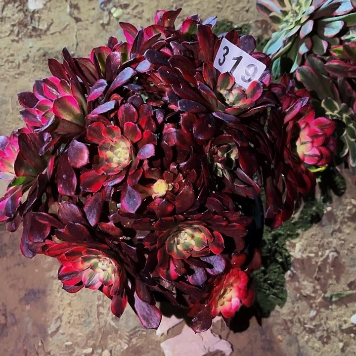 319烟花多肉植物不售后