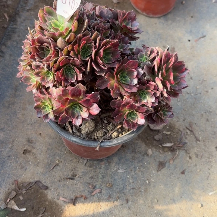 安娜锦多肉处理不包断0107