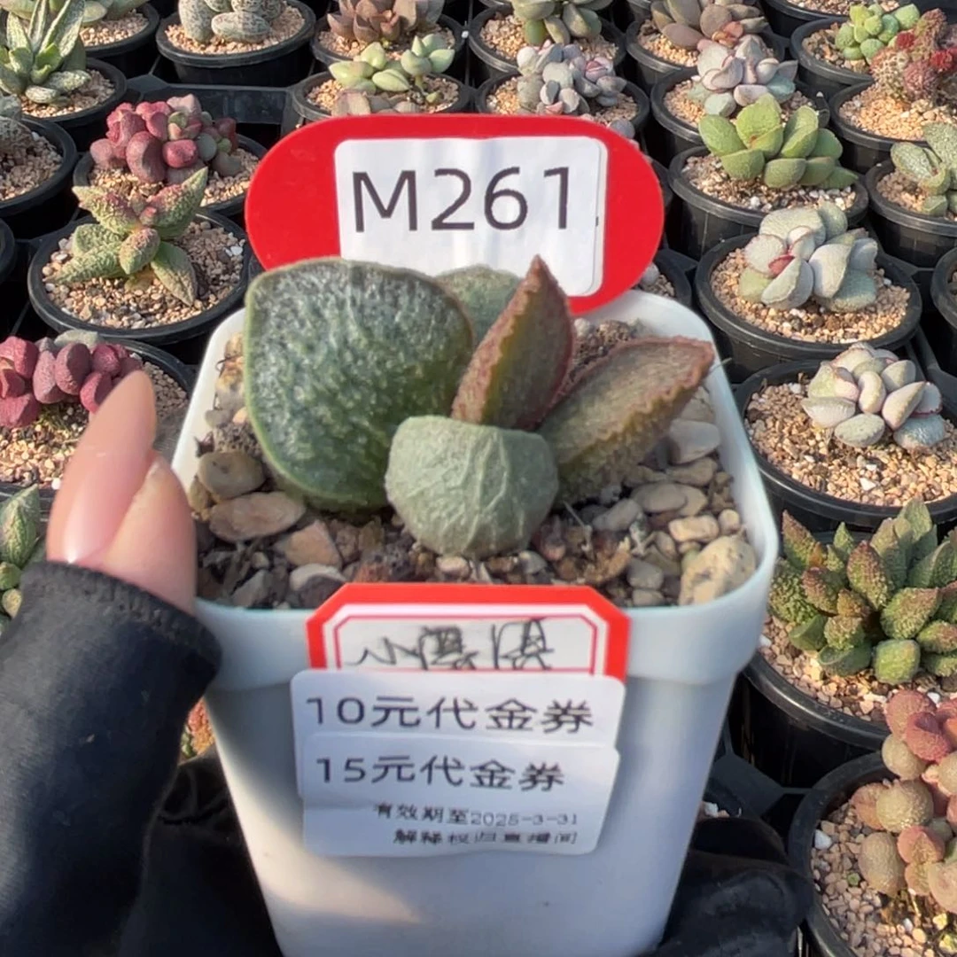 小****ღ     司音。   261。