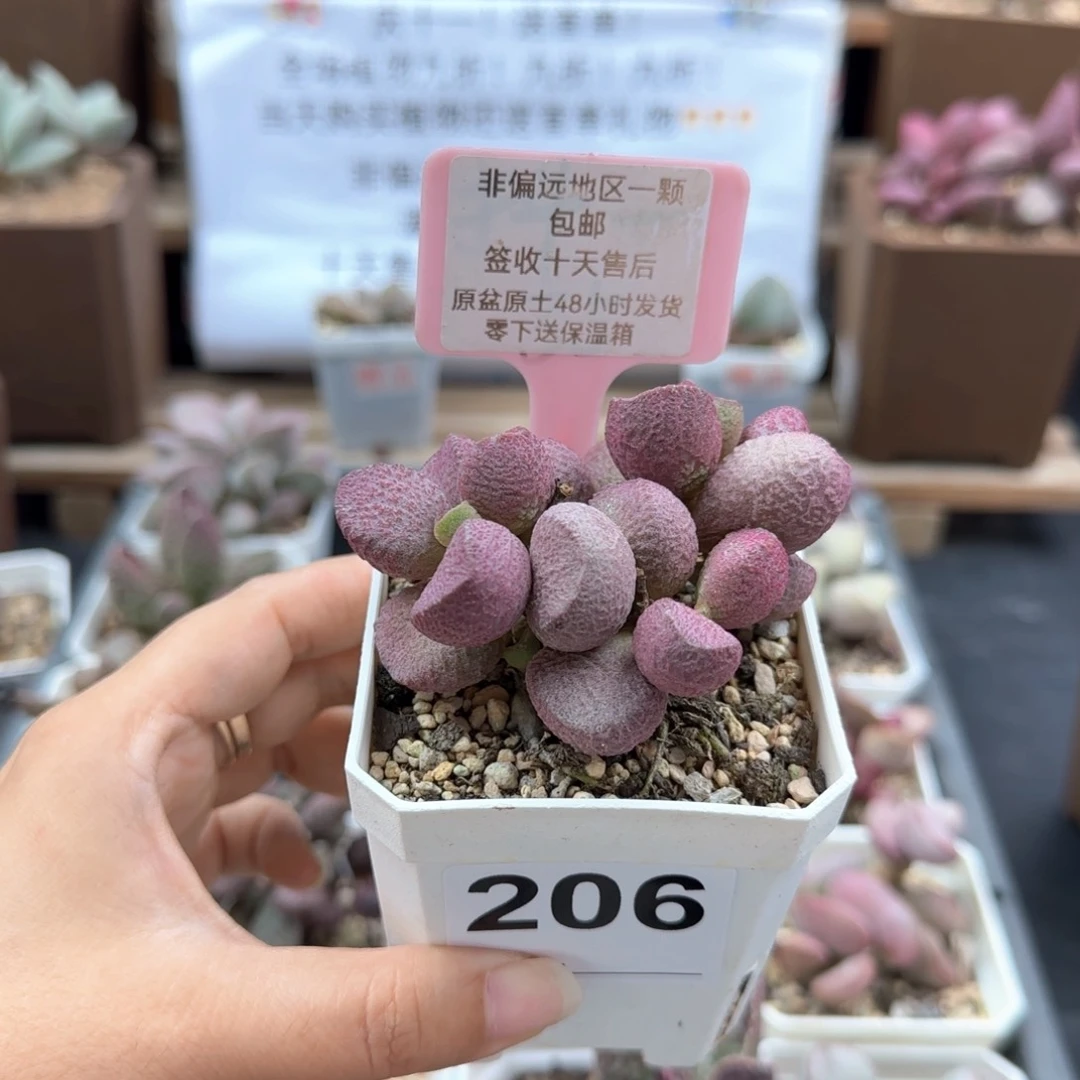 206夏娃多肉植物