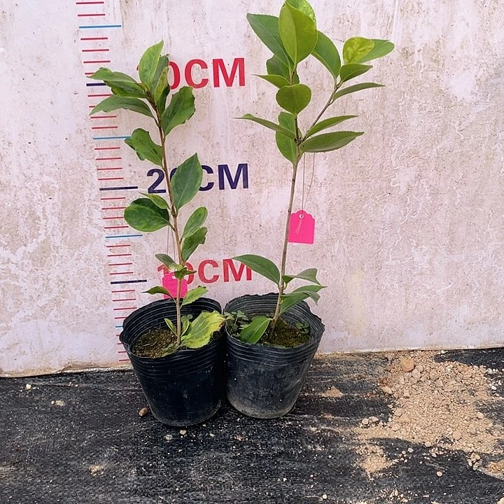 完全开放墨川茶花