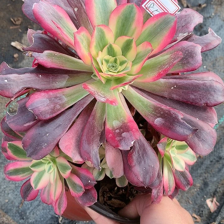 851美杜莎多肉植物