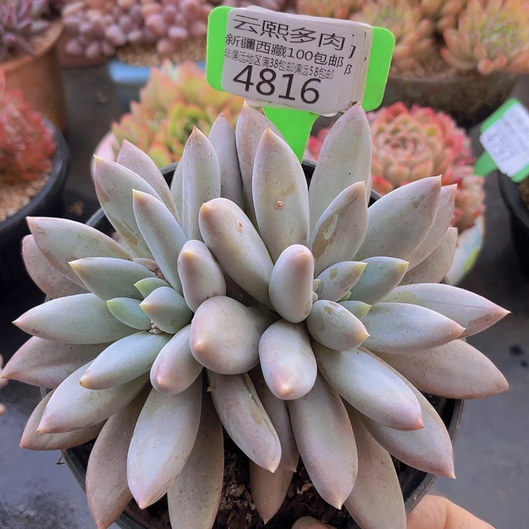 4816哥特萝莉多肉植物