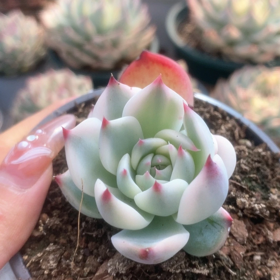 好**余100锦锦锦锦锦锦锦