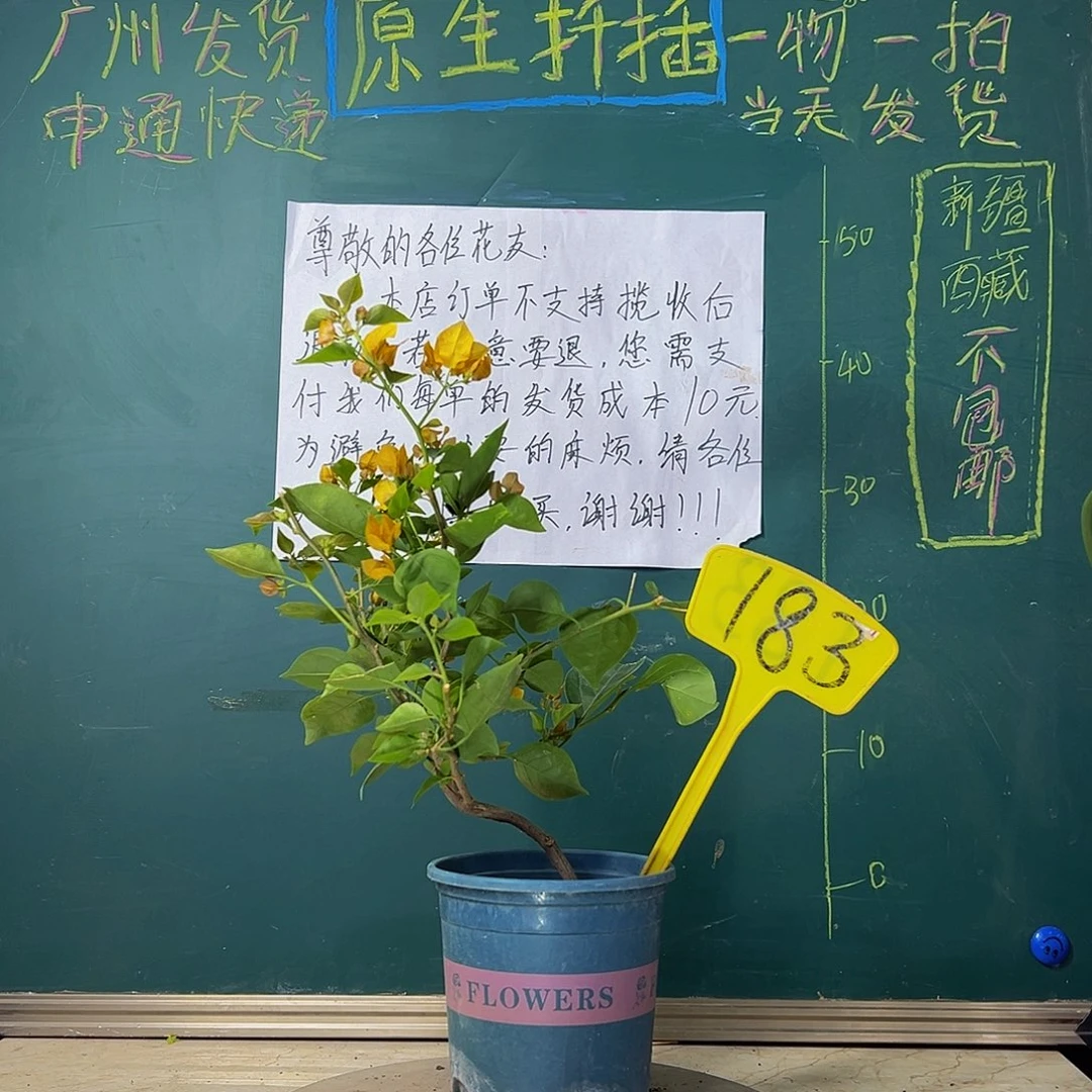 当前无花栽培后可以开花造型 绿叶柠檬黄 183