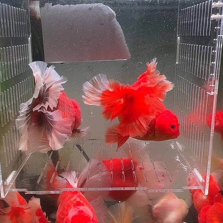 金鱼百褶泰师亚成33