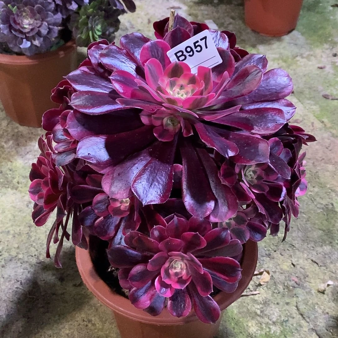 金*凰美杜莎多肉植物957