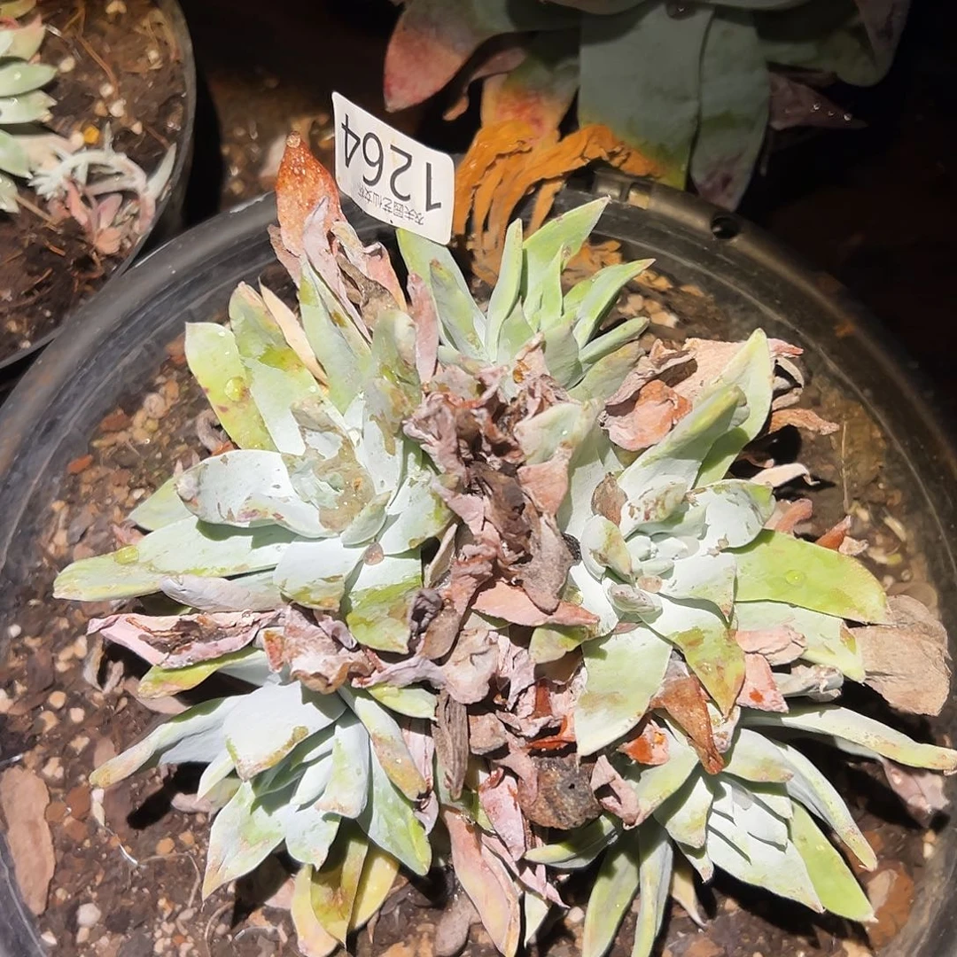 赛琳娜仙女杯多肉。