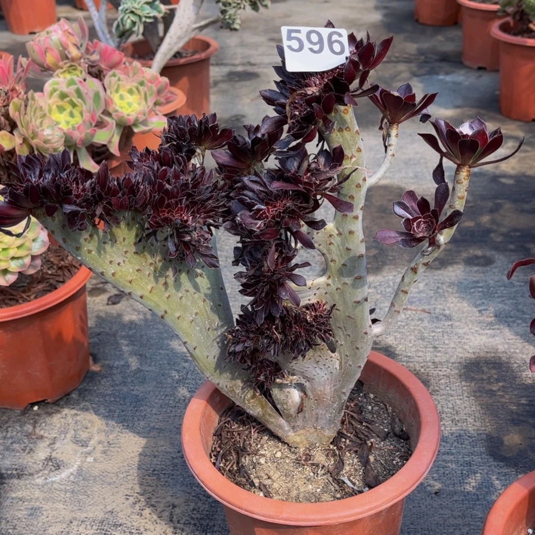 多肉植物黑法师缀596