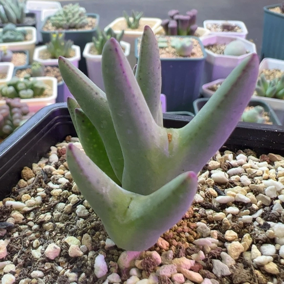 大叉子皮卡丘 肉锥植物