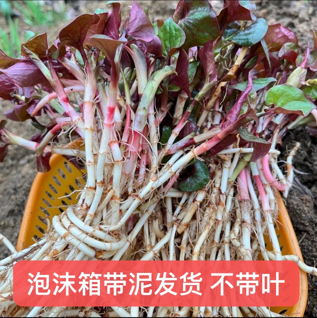 贵州农家自种折耳根鱼腥草凉拌即食新鲜现挖带泥保鲜老品种更放心