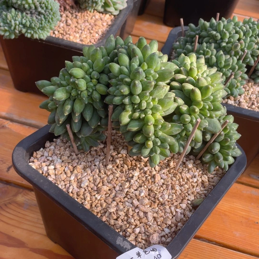 钰*601-40-千代田之松缀化。。。。。