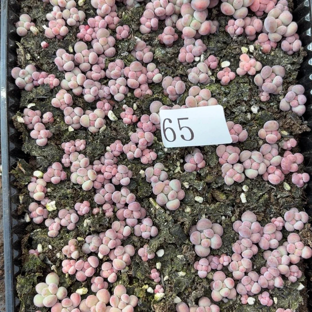 星***星多肉植物多肉植物65