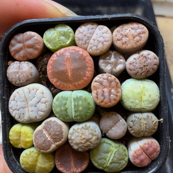 多肉植物的生长紫40
