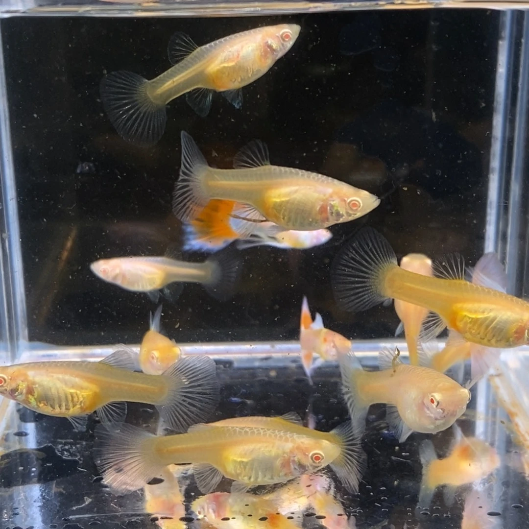 孔雀鱼蓝白孔雀鱼十条多了备损