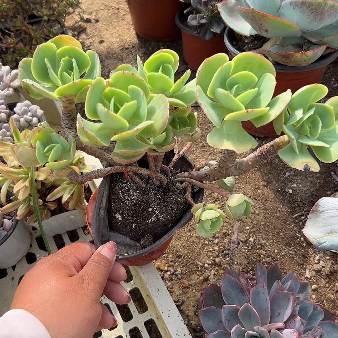 多肉植物鸡蛋碧桃