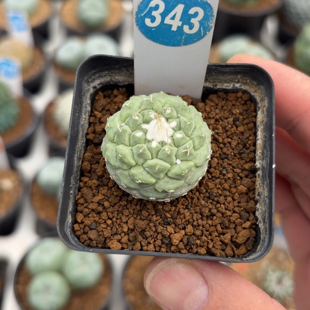 343实生菊水带盆带土发货