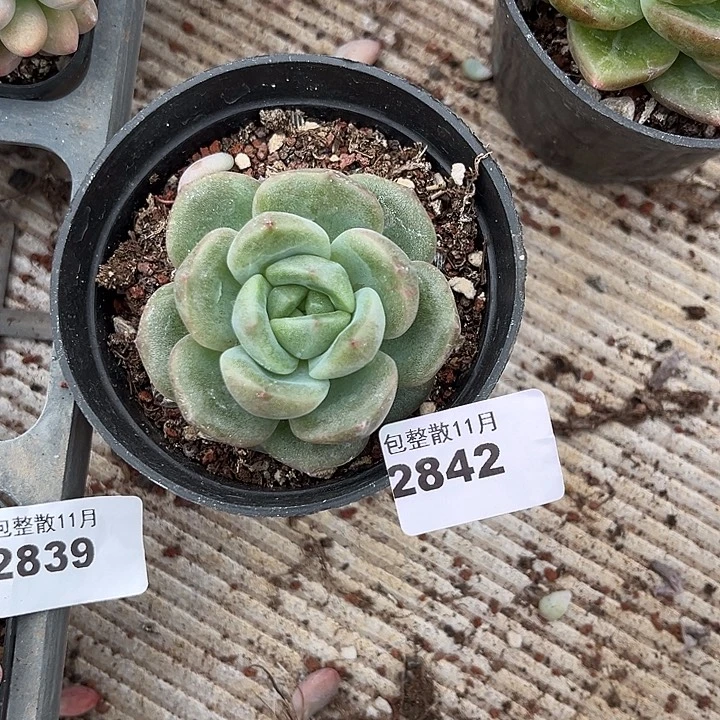 阿雅园艺。       2842