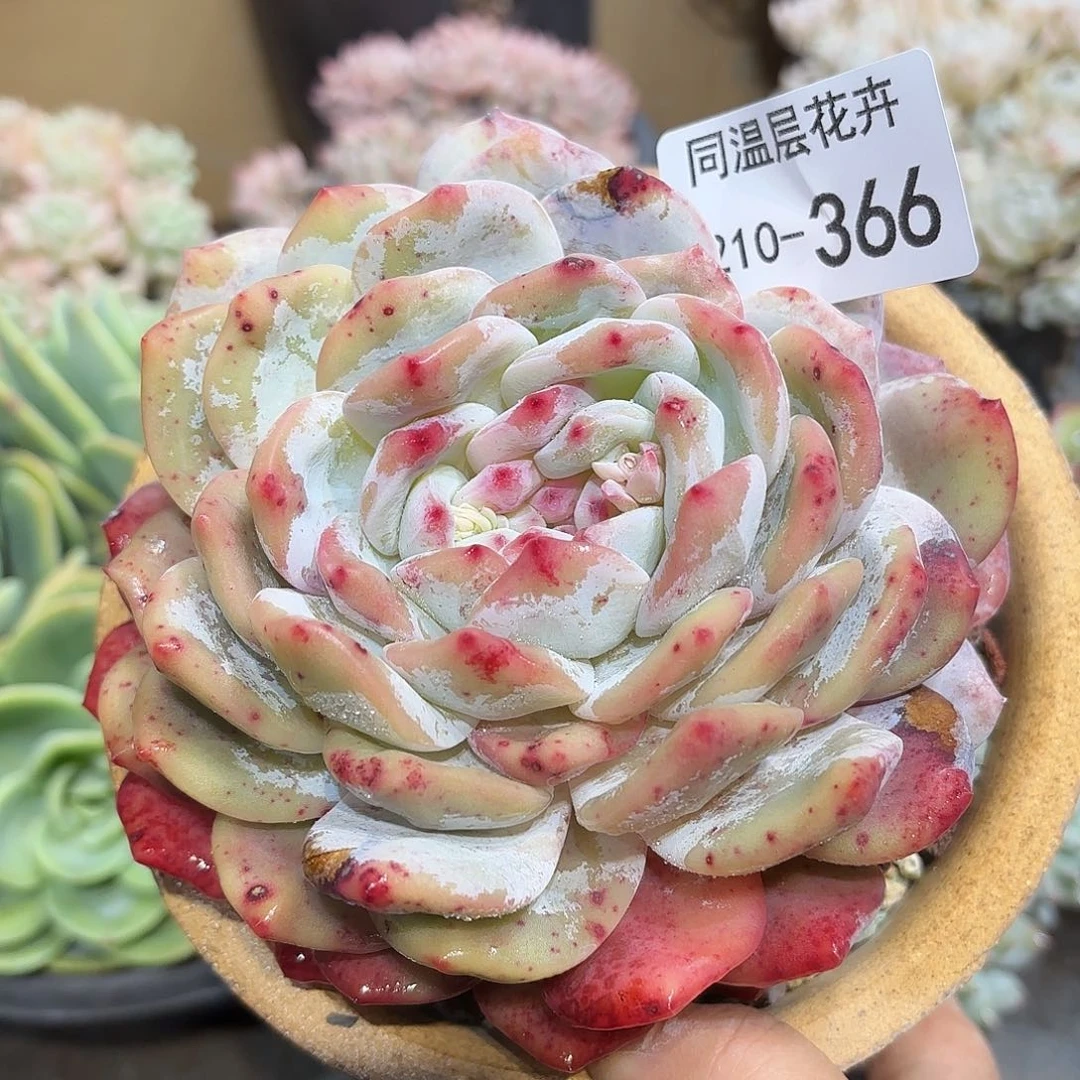 同温层多肉雪天使366