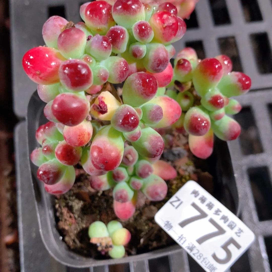 5CM拇指盆精控多肉ZI775