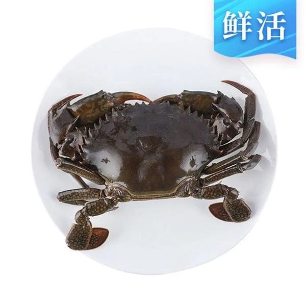 断氧公梭子蟹3斤可配送